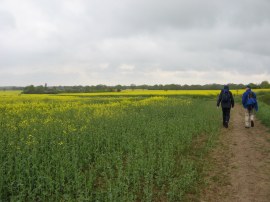 Fields nr Pluckley